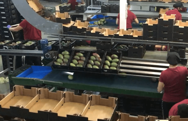 experiencia Lean en el sector agroalimentario