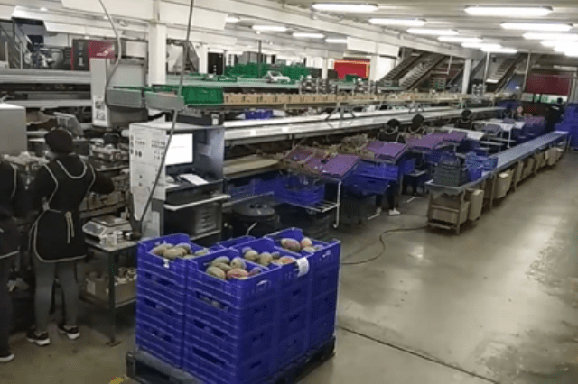 Linea Producción TM